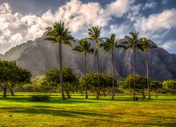 Stany Zjednoczone, Hawaje, Wyspa Kauai, Góra, Chmury, Drzewa, Palmy, Trawnik