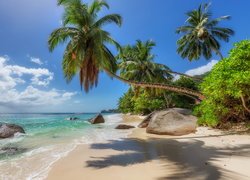 Palmy i skały na morskiej plaży