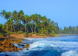Palmy i skały na morskim brzegu