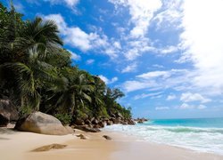 Palmy i skały na plaży w tropikach
