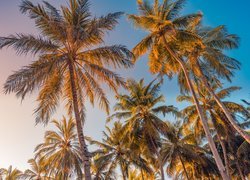Palmy kokosowe na tle błękitnego nieba