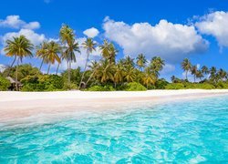 Palmy na morskiej plaży w tropikach