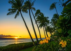 Stany Zjednoczone, Hawaje, Wyspa Maui, Morze, Plaża, Kaanapali Beach, Palmy, Kwiaty, Zachód słońca