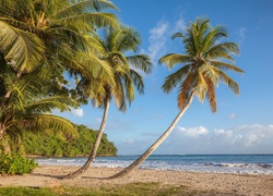 Palmy na plaży La Sagesse nad Morzem Karaibskim w Grenadzie