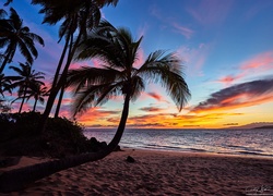 Hawaje, Maui, Morze, Zachód słońca, Palmy