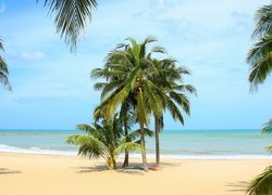 Palmy na plaży nad morzem