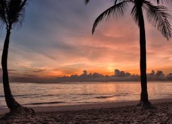 Palmy na plaży w Dominikanie