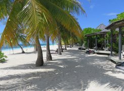 Palmy na plaży wyspy Kuredu