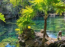 Palmy na skałch na pówyspie Jukatan
