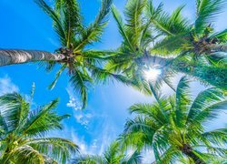 Drzewa, Palmy kokosowe, Niebo, Słońce