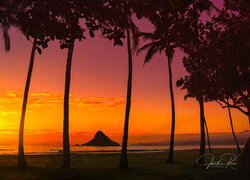 Palmy na tle zachodu słońca na hawajskiej wyspie Mokolii