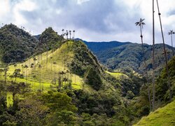 Palmy na wzgórzach w dolinie Cocora Valley w Kolumbii