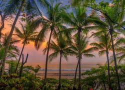 Palmy nad morzem o zachodzie słońca