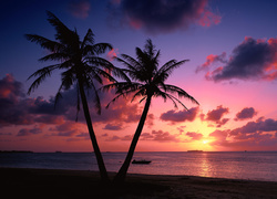 Palmy nad morzem w zachodzącym słońcu