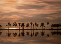 Palmy nad oceanem w Miami