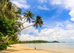 Palmy nad plażą na wyspie Ko Mak w Tajlandii
