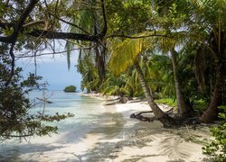 Palmy nad plażą w Panamie