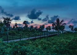 Palmy nad pomostem na kubańskiej wyspie Cayo Coco