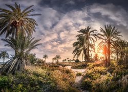 Hiszpania, Andaluzja, Almeria, Droga, Plaża, Playa de Roquetas, Palmy, Zachód słońca