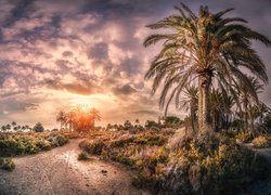 Hiszpania, Andaluzja, Prowincja Almeria, Droga, Plaża, Playa de Roquetas, Palmy, Zachód słońca