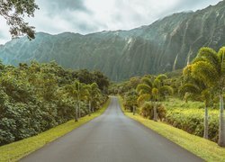Palmy przy drodze prowadzącej w góry na Hawajach