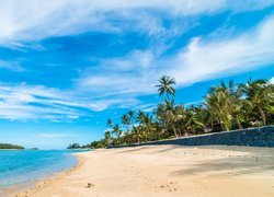 Palmy wzdłuż plaży w tropikach