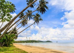 Palmy z huśtawką na tajlandzkiej plaży
