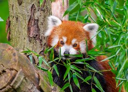 Panda czerwona między liśćmi bambusa