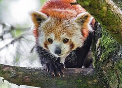 Czerwona panda, Drzewo, Gałąź, Pandka ruda