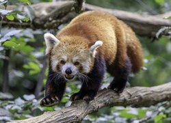 Pandka ruda, Panda czerwona, Gałąź