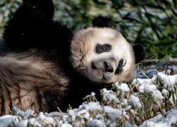 Panda na ośnieżonej trawie