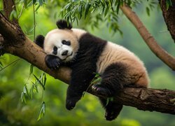 Śpiąca, Panda, Drzewo, Konar, Liście, Grafika