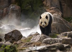 Panda wielka na skałach