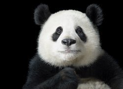 Panda wielka w zbliżeniu