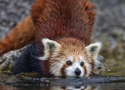 Pandka ruda nad wodą