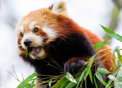 Pandka ruda obok gałązki z liśćmi