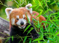 Pandka ruda obok liści