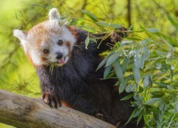 Pandka ruda obok liściastych gałązek