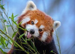 Pandka ruda przy gałązkach bambusa