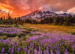 Góry, Chmury, Zachód słońca, Drzewa, Kwiaty, Łąka, Łubin, Park Narodowy Mount Rainier, Stany Zjednoczone