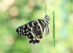 Motyl, Papilio demodocus, Czarny