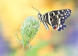 Motyl, Papilio demodocus, Dzika marchew