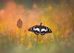 Motyl, Papilio demodocus, Trawa, Liść, Bokeh