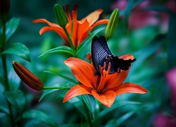 Papilio okinawensis na kwiecie lilii