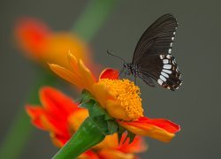 Czarny, Motyl, Papilio polytes romulus - Indian Common Mormon, Pomarańczowy, Kwiat, Popielate, Tło