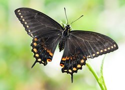 Motyl, Czarny, Papilio polyxenes