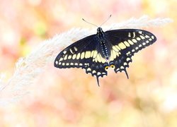 Papilio polyxenes