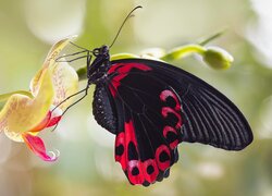 Papilio rumanzovia na storczyku