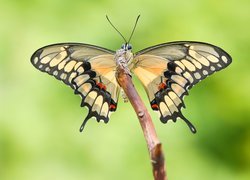 Papilio thoas