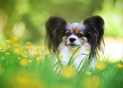 Pies, Spaniel kontynentalny Papillon, Trawa